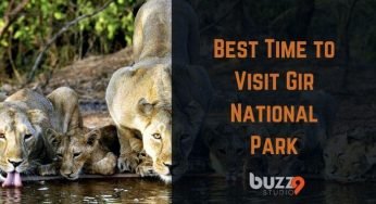 Best Time to Visit Gir National Park