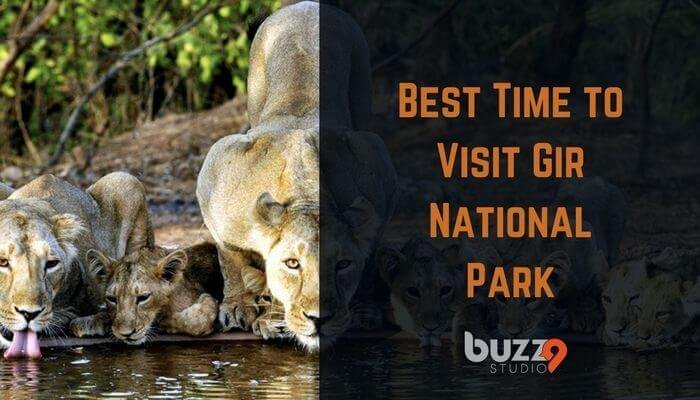 Best Time to Visit Gir National Park - Gir National Park Fees & Information Best Time to Visit Gir National Park - Gir National Park Fees & Information